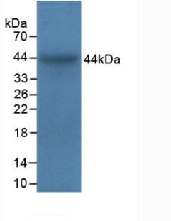 ITGA5/Integrin Alpha 5/CD49e Antibody (aa649-900)