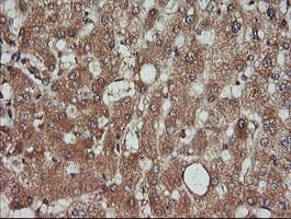 KLK8 / Kallikrein 8 Antibody (clone OTI10D3)