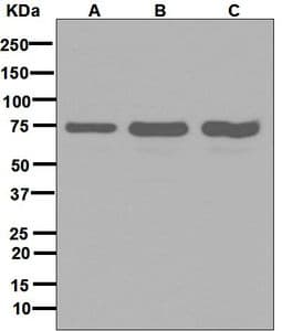 IHC-plus™ Monoclonal Rabbit anti-Human SNX1 Antibody (clone EPR7178, Internal, IHC, WB)