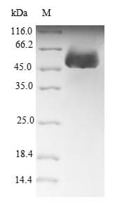 Arabidopsis thaliana FBL / FIB / Fibrillarin Protein (Recombinant 6His-SUMO, N-terminus)