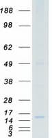 Human PGES / PTGES Protein (Recombinant Myc-DDK (Flag))