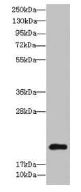 TSC22D3 / GILZ Antibody