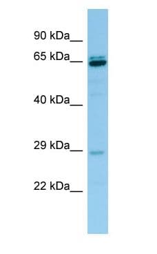 PRB3 Antibody (aa201-250)
