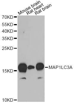 MAP1LC3A / LC3A Antibody