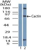 FSAPc / C19orf29 Antibody (aa460-510)