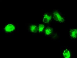 NPR3 Antibody (clone OTI11H5)