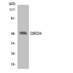 DRD4 / Dopamine Receptor D4 Antibody (aa347-396)