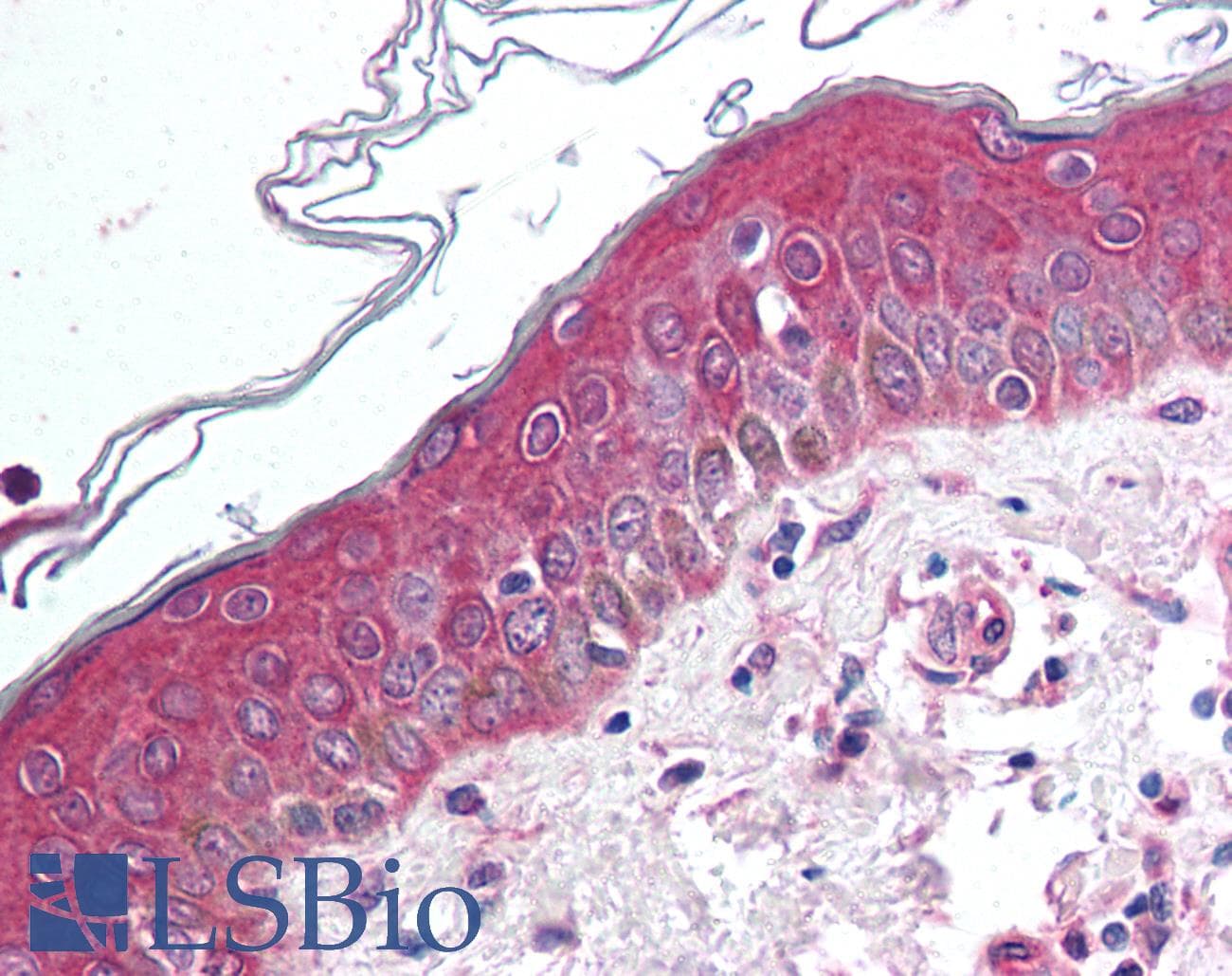IHC-plus™ WNT10B Antibody (Internal)