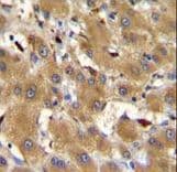HPR Antibody (aa212-240)