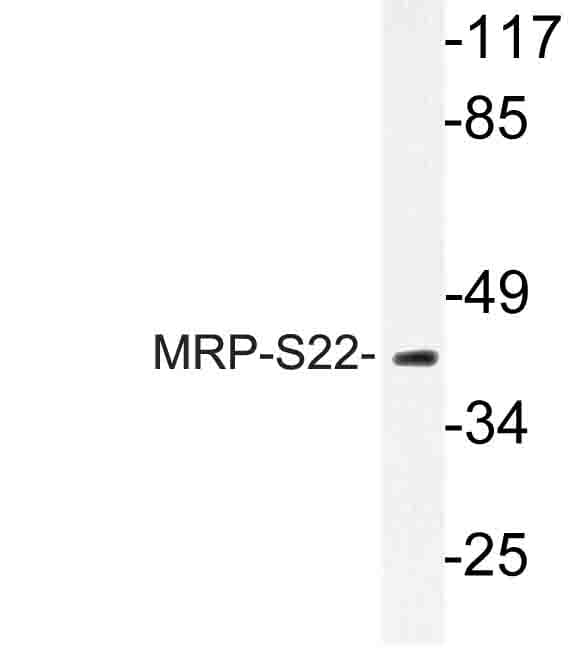 MRPS22 Antibody (Arg263)