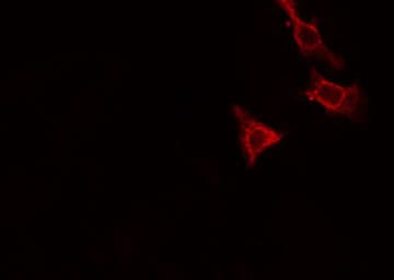 Polyclonal Rabbit anti-Human RAP2C Antibody (IF, WB)