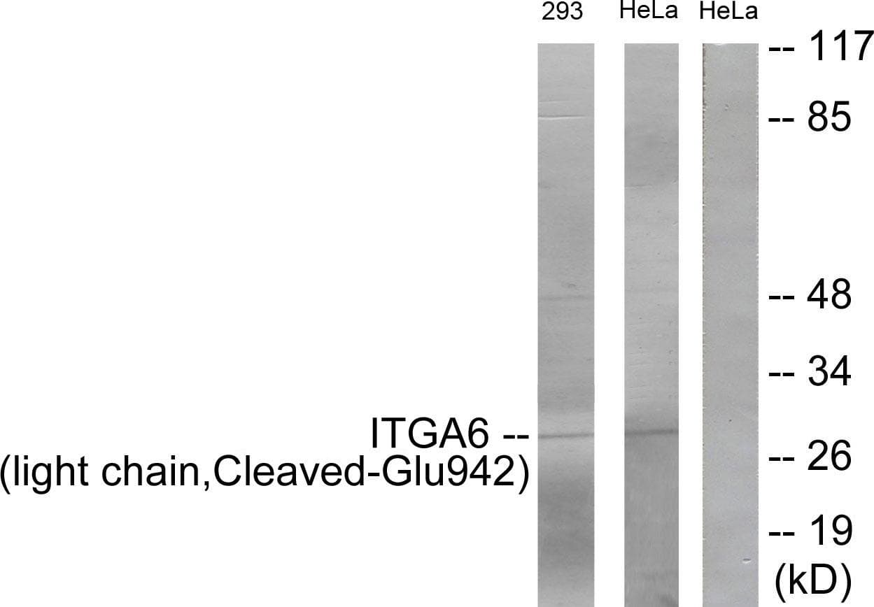 Polyclonal Rabbit anti-Human ITGA6/Integrin Alpha 6/CD49f Antibody (light chain, Cleaved-Glu942, WB)