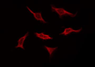 Polyclonal Rabbit anti-Human OR10C1 Antibody (IF, WB)