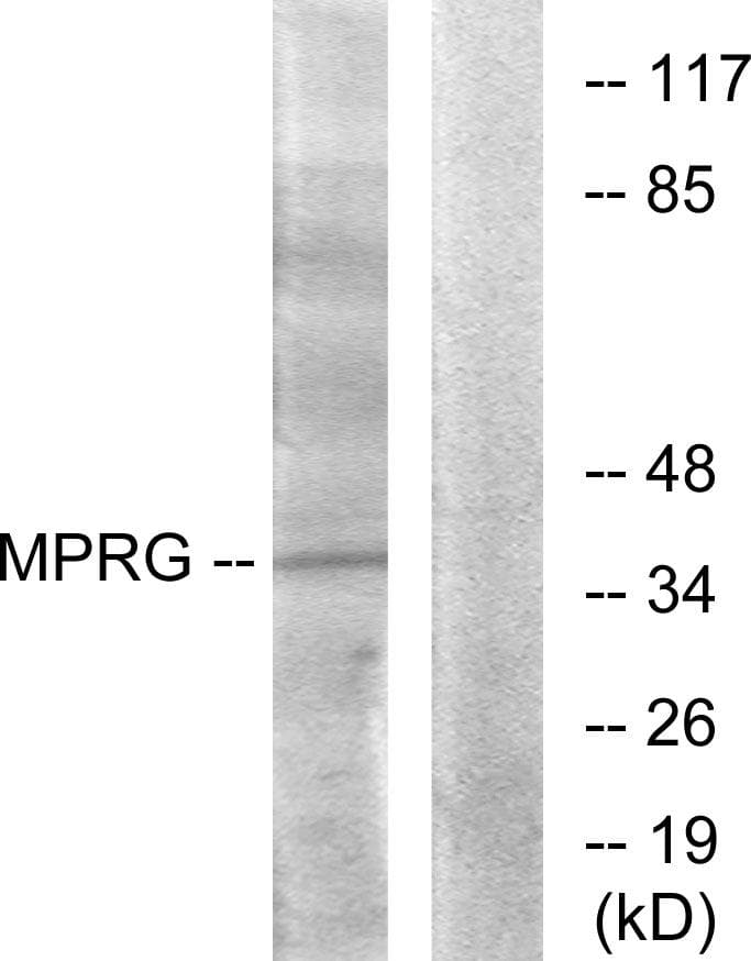 MPRG / PAQR5 Antibody