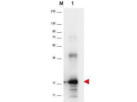 IL-33 Antibody (Biotin)