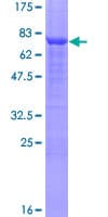 Human TASP / LANCL2 Protein (Recombinant GST)