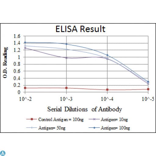 SNAI1 / SNAIL-1 Antibody