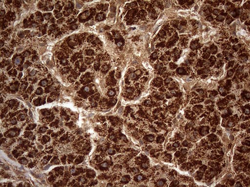 DECR1 Antibody (clone OTI5D6)