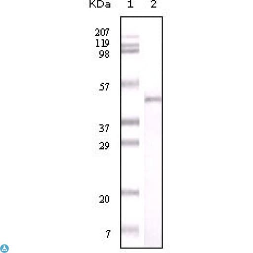 NAMPT / Visfatin Antibody