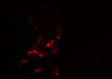 NUP160 Antibody