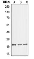 PathPlus™ GCG / Glucagon Antibody (Internal)