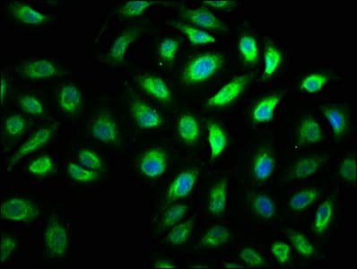 MYO5A / Myosin V Antibody