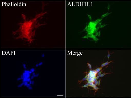 ALDH1L1 Antibody (clone UMAB45)