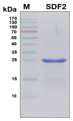 Human SDF2 Protein (Recombinant 6His, N-terminus)