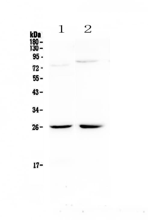 Polyclonal Rabbit anti-Human NMU / Neuromedin U Antibody (WB)