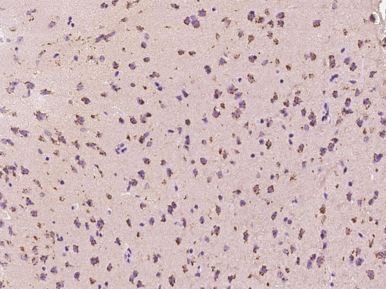 Polyclonal Rabbit anti-Mouse PPP3R1 / Calcineurin B Antibody (IHC)
