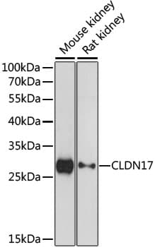 Polyclonal Rabbit anti-Human CLDN17 / Claudin 17 Antibody (WB)