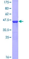 Human FAM107B Protein (Recombinant GST)