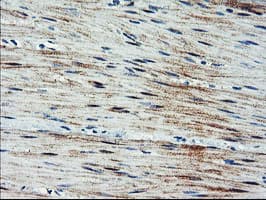 ARL11 Antibody (clone OTI1A5)