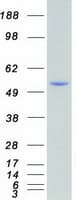 Human SGK1 / SGK Protein (Recombinant Myc-DDK (Flag))