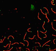 SCP1 / SYCP1 Antibody (C-Terminus)