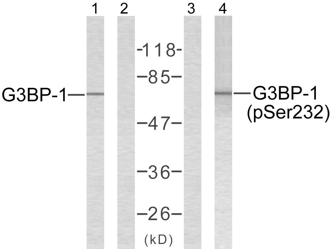 G3BP1 / G3BP Antibody (p232)