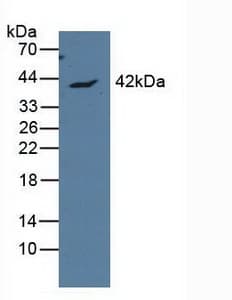 APOL1 / Apolipoprotein L Antibody (aa1-238, PE)