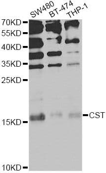 CST1 / Cystatin SN Antibody