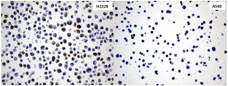 IDO1 / IDO Antibody (clone UMAB252)