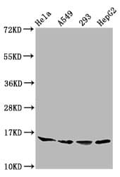 HIST1H3A Antibody