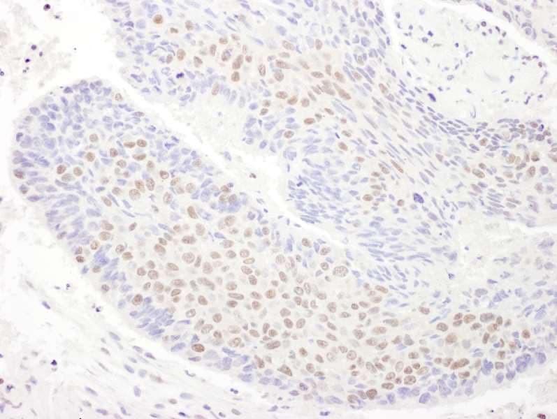 TDP-43 / TARDBP Antibody (aa150-200)