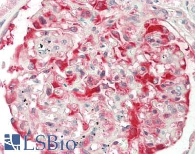IHC-plus™ SLK Antibody (C-Terminus)