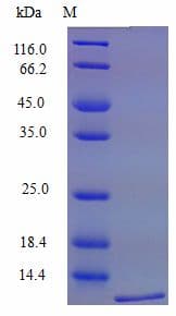 Mouse CXCL16 Protein (Recombinant)