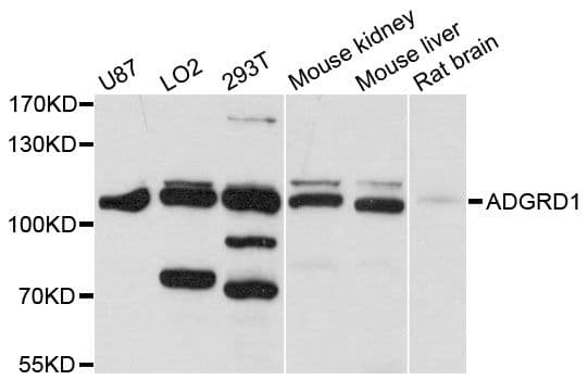 ADGRD1 / GPR133 Antibody