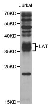 LAT Antibody
