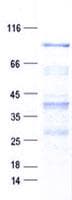 Human AGAP9 Protein (Recombinant His, N-Terminal)