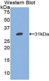 GPV / CD42d Antibody (aa246-485)