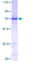 Human NAMPT / Visfatin Protein (Recombinant GST)