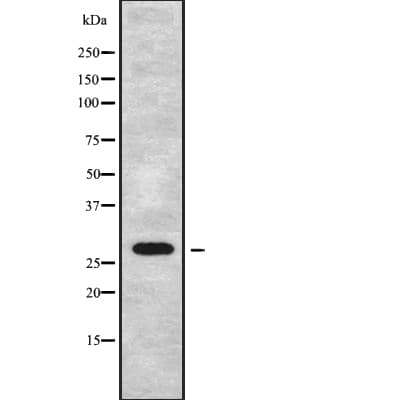 RASSF3 Antibody