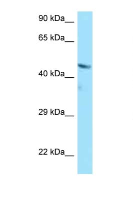 BMP4 Antibody (aa264-313)